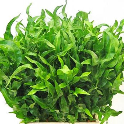 Polypodium Greenwave (Polypodium aureum) – Novira Greens