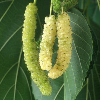 Brazilian Mulberry (Callicarpa reevesii)