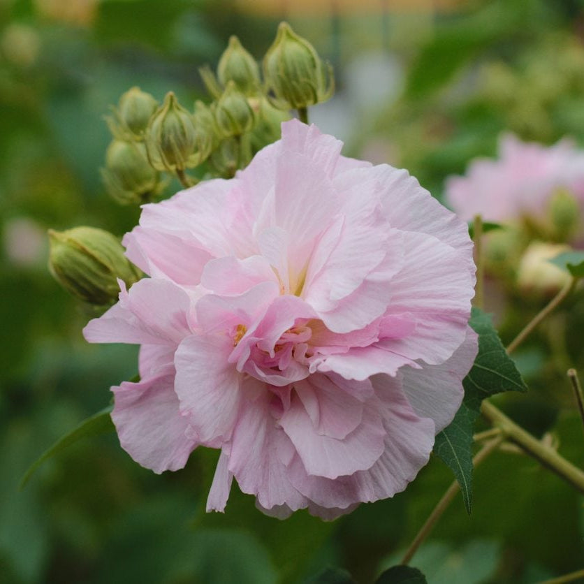 Changing Rose (Rosa mutabilis)
