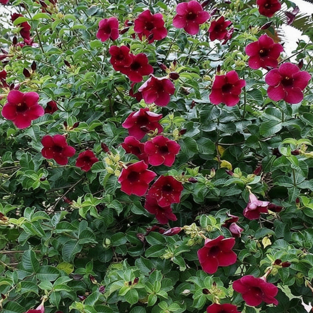 Alamanda Cathartica Red