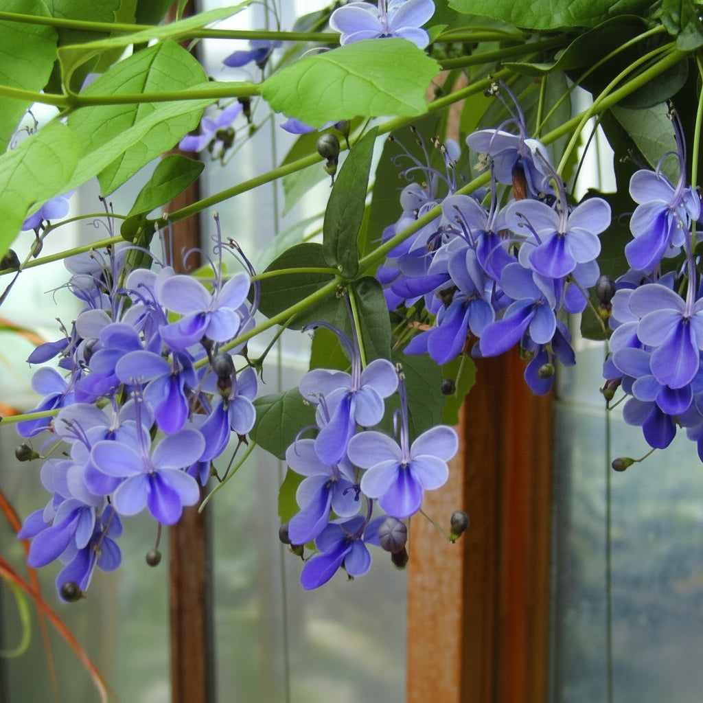 Blue butterfly bush/Rotheca myricoides