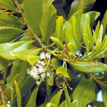 Sarvasugandhi – Novira Greens