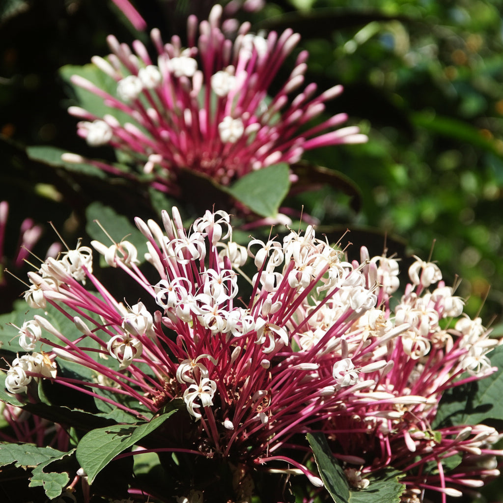 Clerodendrum Shooting Star (Shooting Star Clerodendrum – Clerodendrum quadriloculare – Minnal Chethi)