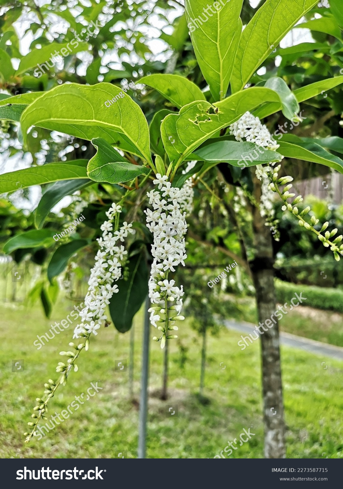 Fiddlewood Plant (Orange Geiger Tree – Citharexylum spinosum – Kilinjil Maram)