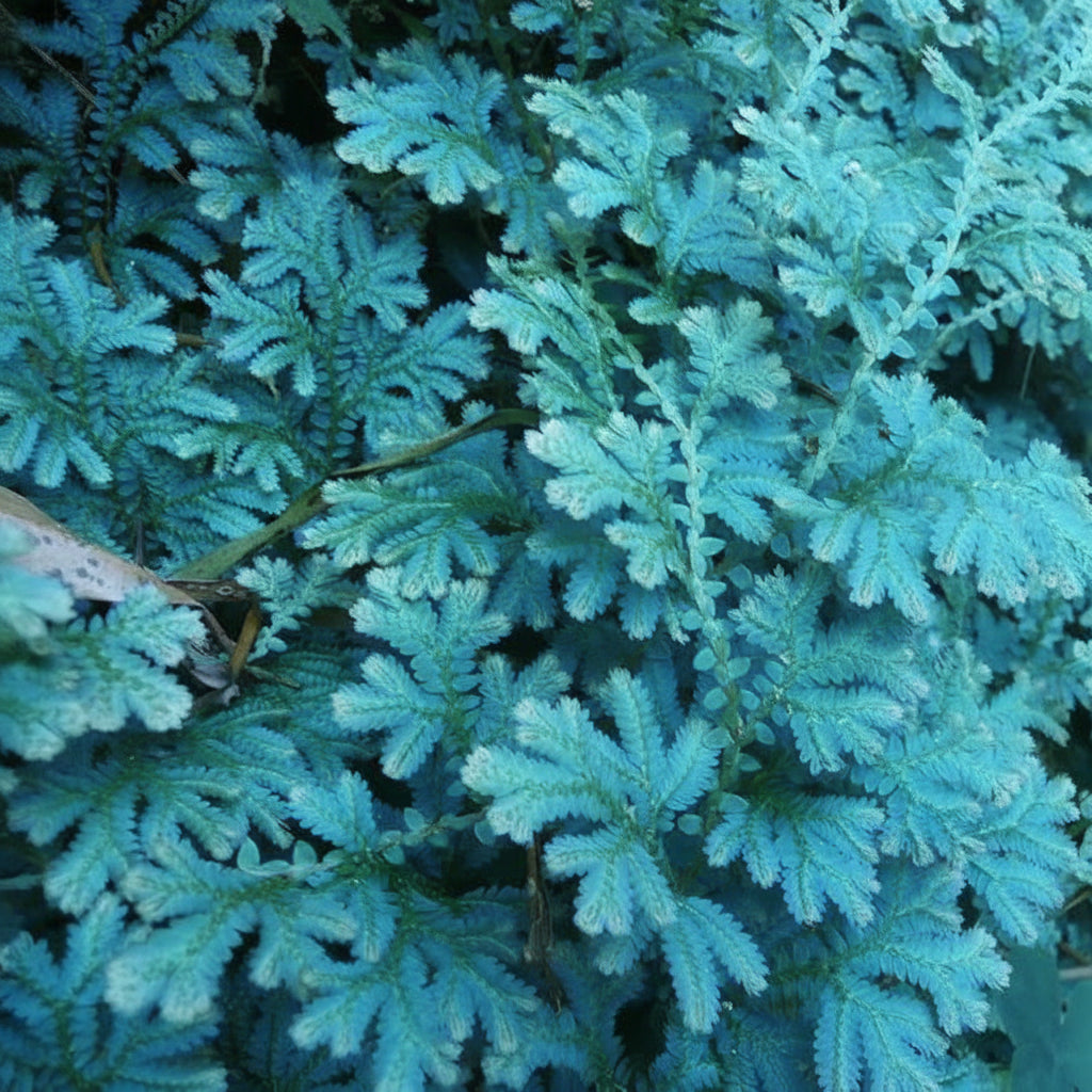 Selaginella willdenowii (Peacock Fern) – Novira Greens
