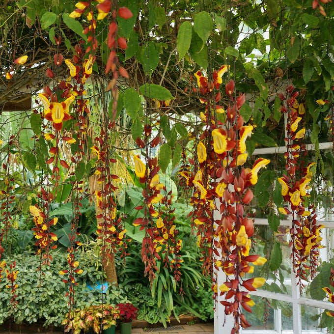 Thunbergia mysorensis (Mysore Clock Vine)